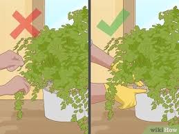 Brown spots on my maidenhair fern. How To Grow A Maidenhair Fern 13 Steps With Pictures Wikihow