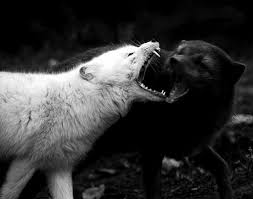 Black And White Wolf Pictures The Battle Of The Black Wolf The White Wolf White Wolf Wolves Fighting Black Wolf