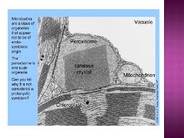 Glyoxysomes are specialized peroxisomes found in plants (particularly in the fat storage tissues of germinating seeds) and also in filamentous fungi. Introduction A Microbody Is A Type Of Organelle