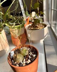 Image result for Schizobasis