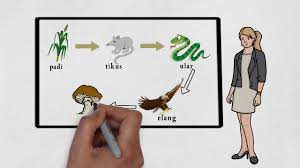 25 contoh poster niaga dan penjelasannya. Rantai Makanan Jaring Jaring Makanan By Fitri Umeidah Tium2015 Youtube