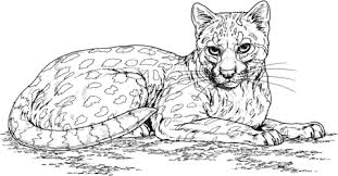 Ocelot Cat Coloring Page Cat Coloring Book Animal Coloring Books