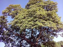 Image result for Brachystegia boehmii