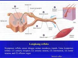 Maybe you would like to learn more about one of these? Pengertian Gerak Refleks Mekanisme Proses Macam Dan Contoh