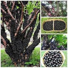Gambar pohon anggur yang berbuah. Jual Tabulambot Jabotica Anggur Pohon Anggur Brazil Sudah Berbuah Atau Sudah Siap Berbuah Di Lapak Rumah Bibit Unggul Bukalapak