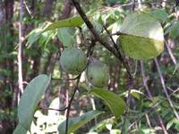 Image result for Adenia rumicifolia
