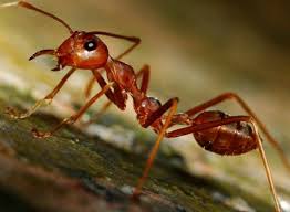 Mordelonas Rojas Animaux Liste Fourmis Et Repulsif Fourmi