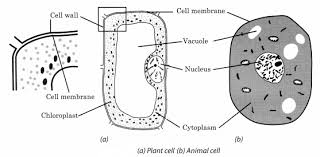 Label plant cell worksheet unique animal and plant cell diagram. Ncert Solutions For Class 8 Science Chapter 8 Cell Structure And Functions Learn Cbse