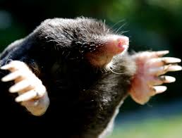 Eliminer Les Taupes Du Jardin Conseils Coaching Jardinage Des Conseils Pour Votre Jardin