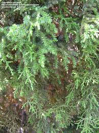 Image result for Juniperus procera