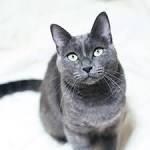 - North Carolina Russian Blue Rescue - ADOPTIONS - Rescue Me!