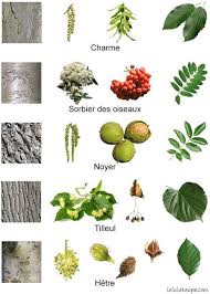 Les Arbres De La Foret Fleurs Fruits Ecorce Et Feuilles Reconnaitre Les Arbres Arbre Identification Des Arbres