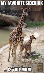 Pin On Giraffe