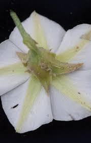 Image result for Convolvulus aschersonii