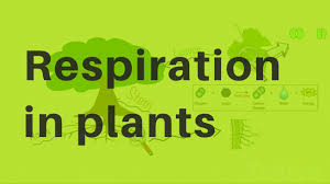 It is common to both aerobic and anaerobic respirations. Respiration In Plants Youtube