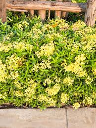 Image result for Ixora fastigiata