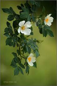 Tree Dog Roses White By Sergio Codogno On 500px Flower Pictures Flowers Photography Pretty Flowers