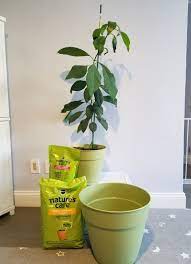 We did not find results for: Help Needed To Repot My 42 Avocado Tree In My Apt Please Gardening Landscaping Stack Exchange