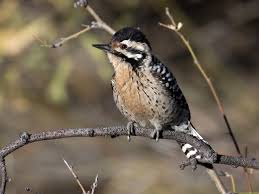 Maybe you would like to learn more about one of these? Ladder Backed Woodpecker Ebird