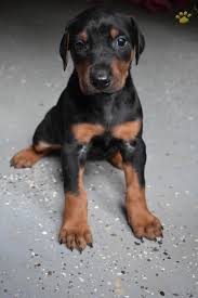 And if you'd like a purebred pup, you have that option too. Gladiator 2 Doberman Pinscher Puppy For Sale In Harpers Ferry Wv Happy Valentines Day Happyvalentinesday2016i