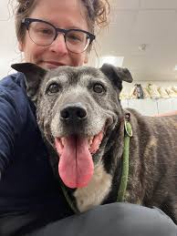 Meet beautiful 8 year old Libby 🥰. At only ~50lbs she is a happy dog that  loves life. She can be a senior lady but don't let that trick you. Libby  loves