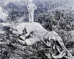 Tiket kereta api indonesia promo 25 ribu semua rute. Peristiwa Serangan Gajah Di Teluk Intan Perak Pada 1894