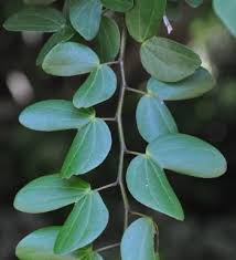 Image result for Bauhinia bowkeri