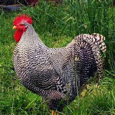 Check spelling or type a new query. Outdoor Palm Tree Lamp Ideas On Foter Barred Rock Chickens Chicken Breeds Beautiful Chickens
