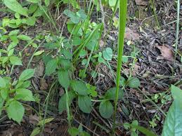 Image result for Ceropegia abyssinica