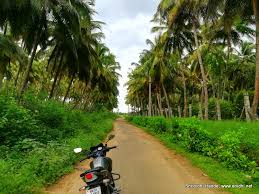 The symptoms include the production of rounded. Riding Through The Coconut Plantations In Pollachi Enidhi India Travel Blog