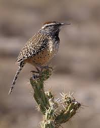 List of birds of Arizona - Wikipedia