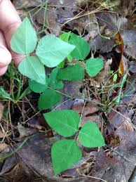 Image result for Amphicarpaea africana
