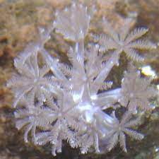 Itanhaem Coral Shop Xenia Pompom