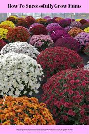 Pin On Flowers
