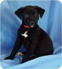 Check out our new rescue puppy selection for the very best in unique or custom, handmade pieces from our shops. Mora Mn Labrador Retriever Meet Mandy Lab Springer Pup A Pet For Adoption