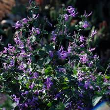 Image result for Hypoestes aristata