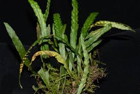 Image result for Zonotriche