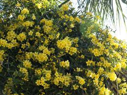 1:22 ozbreed 50 391 просмотр. Plants That Tolerate Drought Home Garden Information Center