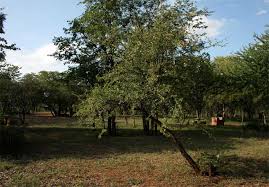 Image result for Terminalia randii
