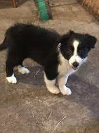 Pin On Puppies For Sale