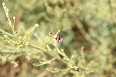 Image result for Selago barabei