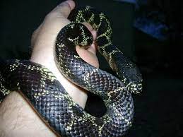 Desert Kingsnake Lampropeltis Getula Splendida Snake Photo Sonoran Desert