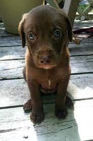 Welcome To Reddit Bear Ugh I Just Wanna Cuddle You Up Cute Animals Cute Animal Pictures Cute Dogs