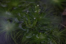 Image result for Eriocaulon setaceum