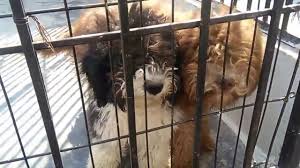 Maltese is by far the best breed of dogs in the world! Maltese Dog Breed Available In Different Colors 03459442750 Zain Ali Farming In Pakistan Youtube
