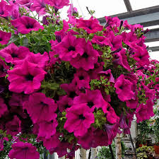 Wo und wie sie den winter darin gesund überstehen, verraten wir hier. Geranien Jetzt Uberwintern Mit Und Ohne Blumenkasten So Geht S Wohnen