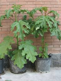 Image result for Solanum chrysotrichum