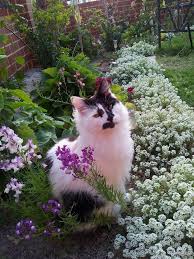 Beautiful Garden Kitty Cute Animals Crazy Cats Cats