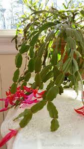 Just Get A Christmas Cactus And Wondering What You Do With It Now I Am Going To Share A Few Tips On How To Care Christmas Cactus Christmas Cactus Plant Plants