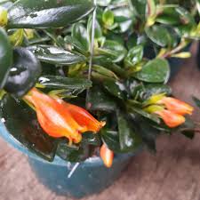 2 vendors have this plant for sale. Goldfish Plant Black Gold Marise Joyce Garden Facebook